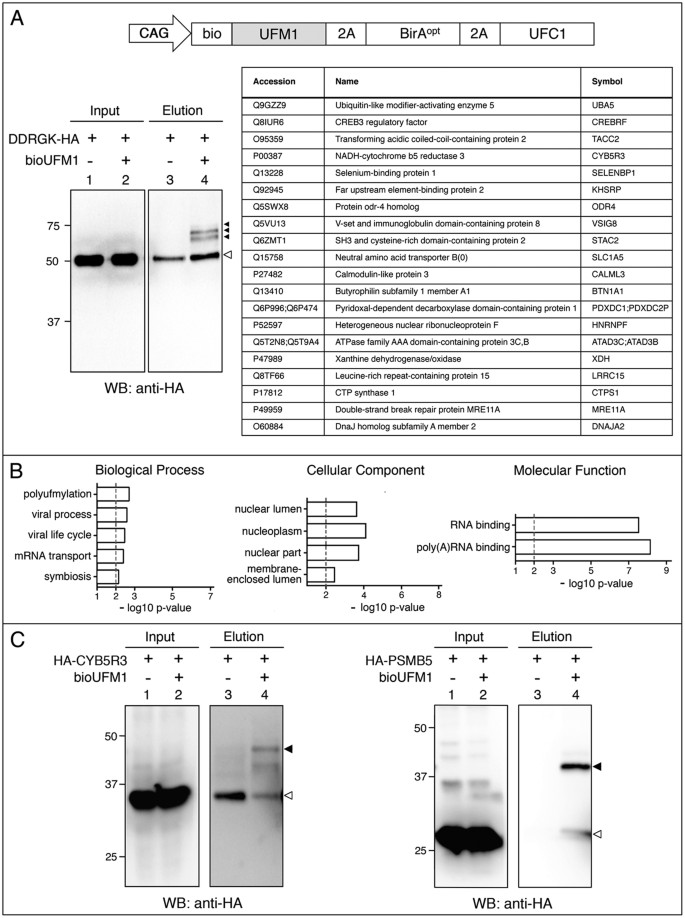 A comprehensive platform for the analysis of ubiquitin-like protein  modifications using in vivo biotinylation | Scientific Reports