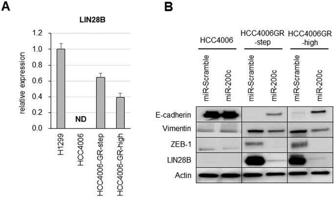 Figure 4: Forced miR-200c expression leads to suppression of LIN28B expression.