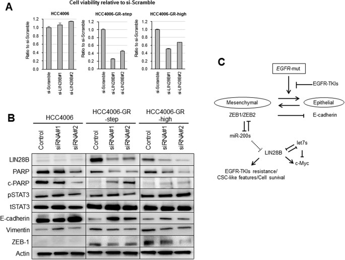 Figure 5: Antitumor effect of LIN28B knockdown in parental and acquired EGFR-TKI resistance cells.