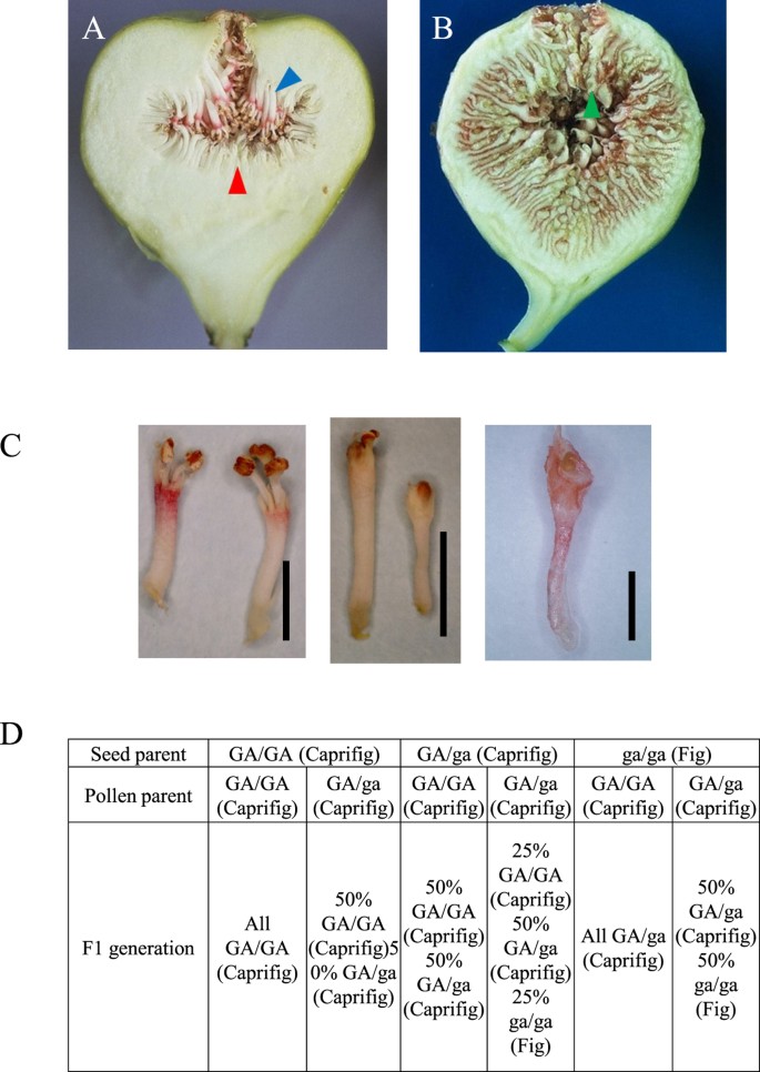 Identification of RAN1 orthologue associated with sex determination through  whole genome sequencing analysis in fig (Ficus carica L.) | Scientific  Reports