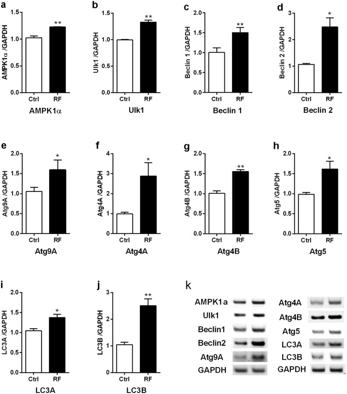 Long-term exposure to 835 MHz RF-EMF induces hyperactivity