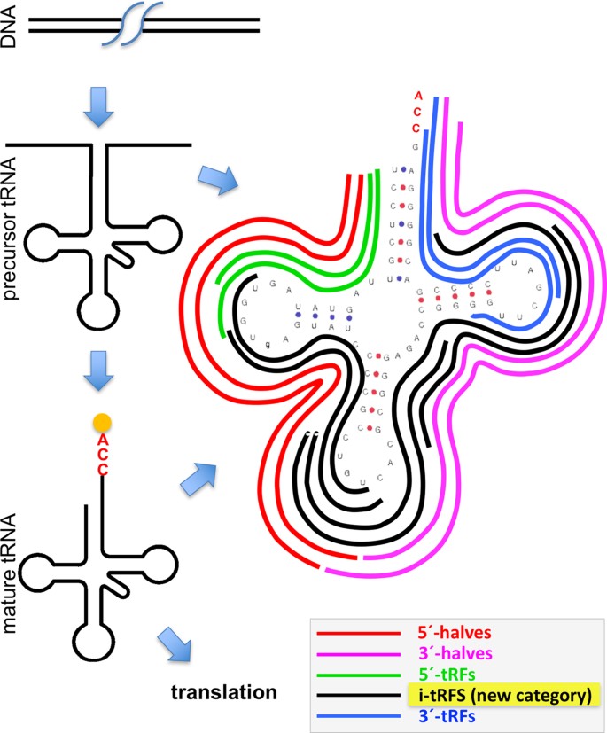 Mintmap Fast And Exhaustive Profiling Of Nuclear And Mitochondrial Trna Fragments From Short Rna Seq Data Scientific Reports