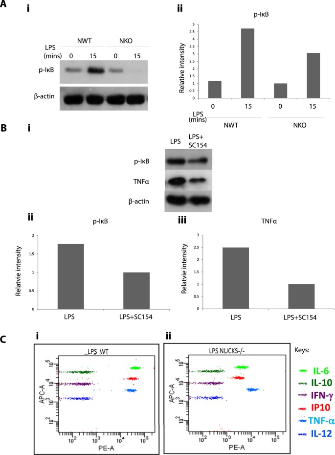 Figure 8: NKO Corneal Epithelial Cells upon LPS-induced-NFκB-Activation Showed Reduced Expression of Phosphorylated IκB (P IκB), IL6, IP10 and TNFα Compared to NWT Group.