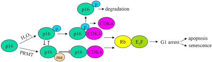 The interplay between p16 serine phosphorylation and arginine  