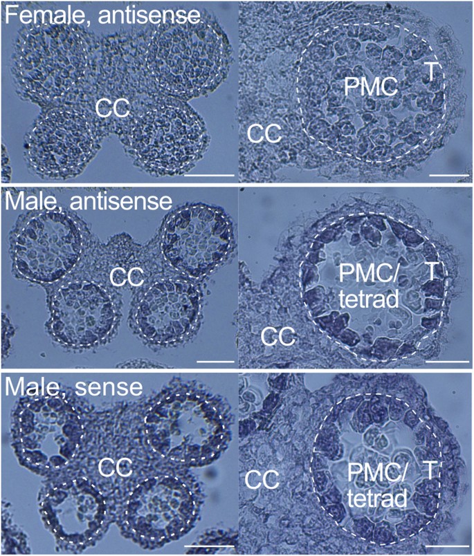 A Putative Myb35 Ortholog Is A Candidate For The Sex Determining Genes In Asparagus Officinalis Scientific Reports A Putative Myb35 Ortholog Is A Candidate For The Sex Determining Genes In Asparagus Officinalis Scientific Reports