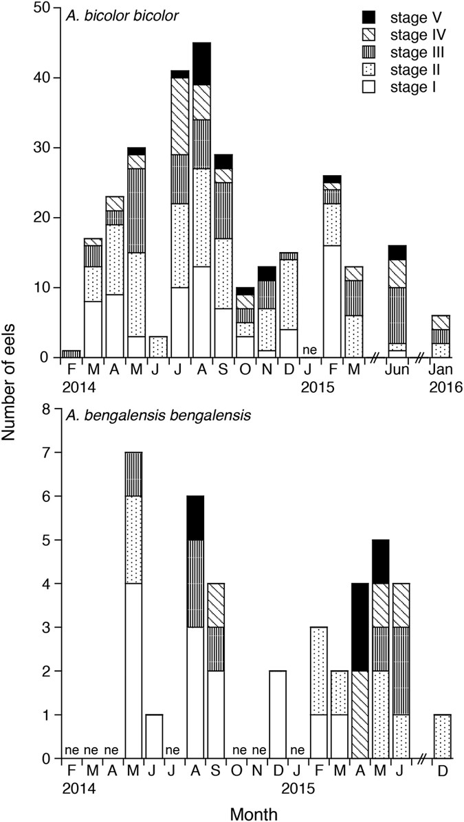 Opportunistic Spawning Of Tropical Anguillid Eels Anguilla Bicolor Bicolor And A Bengalensis Bengalensis Scientific Reports