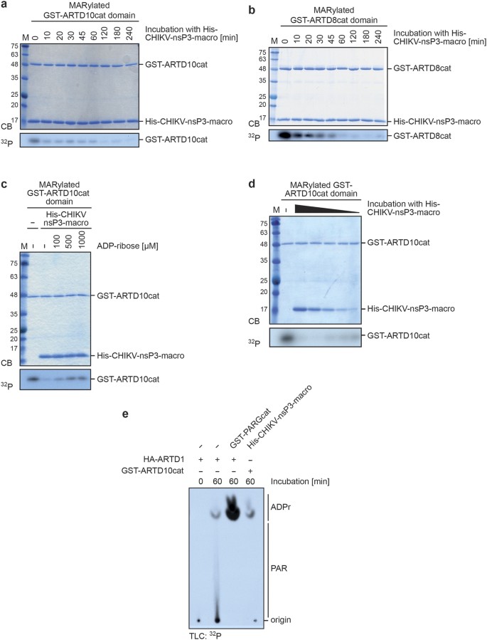 Figure 3: Viral macrodomains are specific and efficient hydrolases.