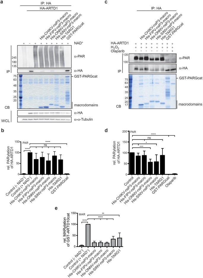 Figure 4: Poly-ADP-ribose chains are removed inefficiently by viral macrodomains.