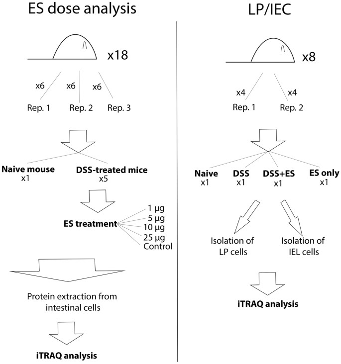 Figure 5: Schematic overview of the experimental strategy followed.