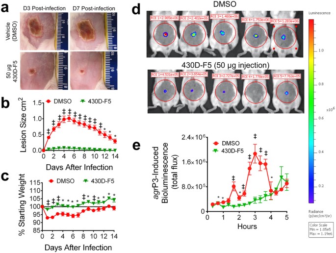 Figure 8: 430D-F5 mediates quorum quenching in vivo and attenuates MRSA-induced dermatopathology in a murine model of skin and soft tissue infection.