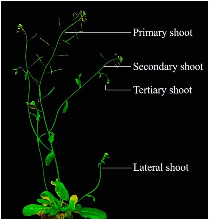 Figure 1: Arabidopsis model showing different shoot types.