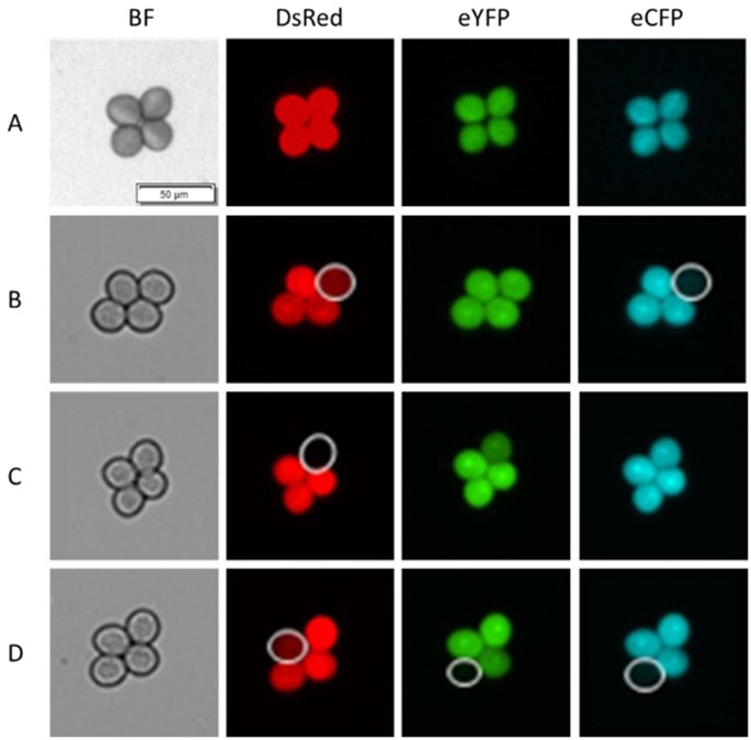 Figure 2: Expression analysis of pollen-specific fluorescence in the homozygous FTL line I2ab containing both DsRed, eYFP and eCFP in the qrt1-2−/− background show variable loss of fluorescence.