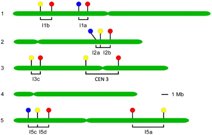 Figure 6: Map of fluorescent transgenes markers.