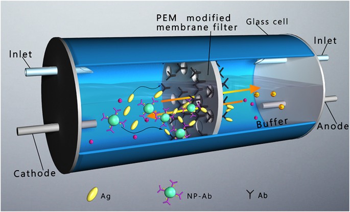 Figure 1: Illustration of rapid electrophoresis immunoassay.