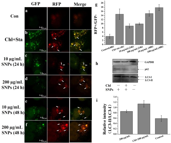 New Findings Of Silica Nanoparticles Induced Er Autophagy In Human Colon Cancer Cell Scientific Reports