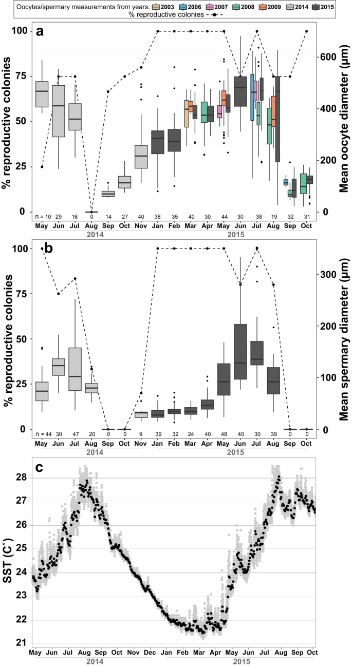 Reproductive Strategies Of The Coral Turbinaria Reniformis In The Northern Gulf Of Aqaba Red Sea Scientific Reports Reproductive Strategies Of The Coral Turbinaria Reniformis In The Northern Gulf Of Aqaba Red Sea Scientific Reports