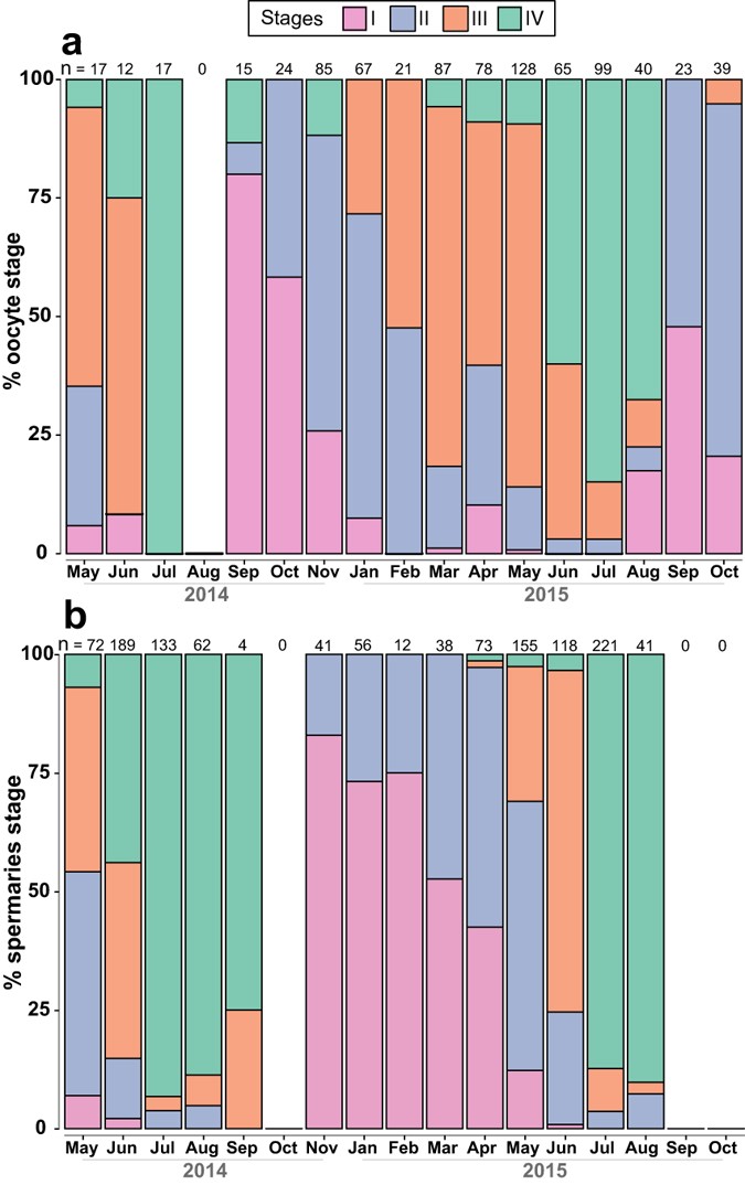 Figure 3: Temporal changes in oocyte and spermary development in Turbinaria reniformis from Eilat (Gulf of Aqaba).