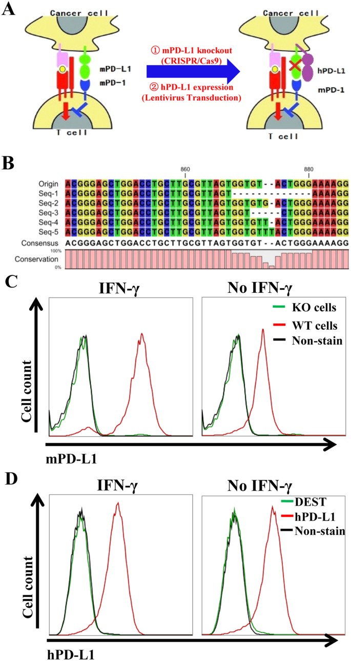 A human programmed death-ligand 1-expressing mouse tumor model for  evaluating the therapeutic efficacy of anti-human PD-L1 antibodies |  Scientific Reports