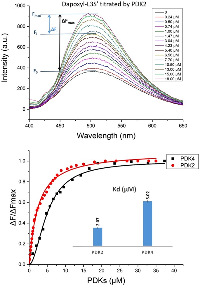 Global View Of Cognate Kinase Activation By The Human Pyruvate Dehydrogenase Complex Scientific Reports