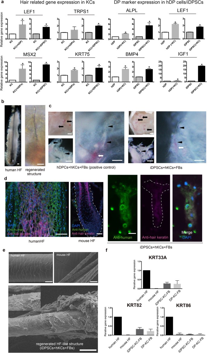 Induction of hair follicle dermal