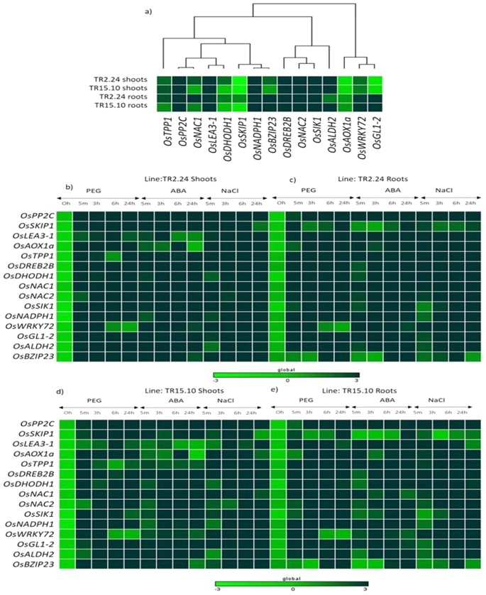 Ectopic Expression Of Arabidopsis Target Of Rapamycin Attor Improves Water Use Efficiency And Yield Potential In Rice Scientific Reports ectopic expression of arabidopsis
