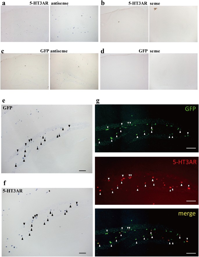 Building A 5 Ht3a Receptor Expression Map In The Mouse Brain Scientific Reports