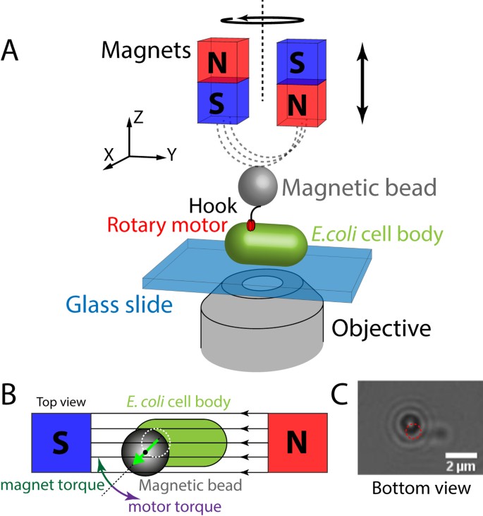 Applying Torque To The Escherichia Coli Flagellar Motor Using Magnetic Tweezers Scientific Reports Applying Torque To The Escherichia Coli Flagellar Motor Using Magnetic Tweezers Scientific Reports