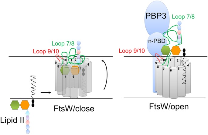 e coli pbp3 in vivo dimer