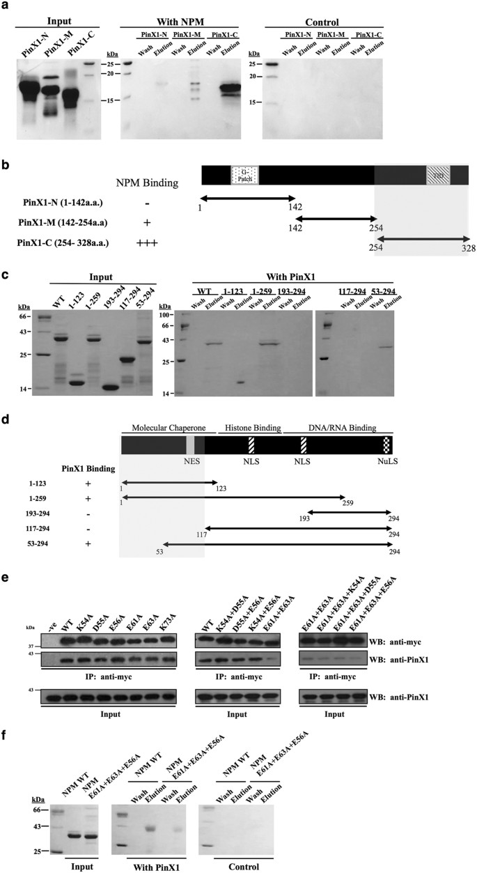 Nucleophosmin Interacts With Pin2 Terf1 Interacting Telomerase Inhibitor 1 Pinx1 And Attenuates The Pinx1 Inhibition On Telomerase Activity Scientific Reports