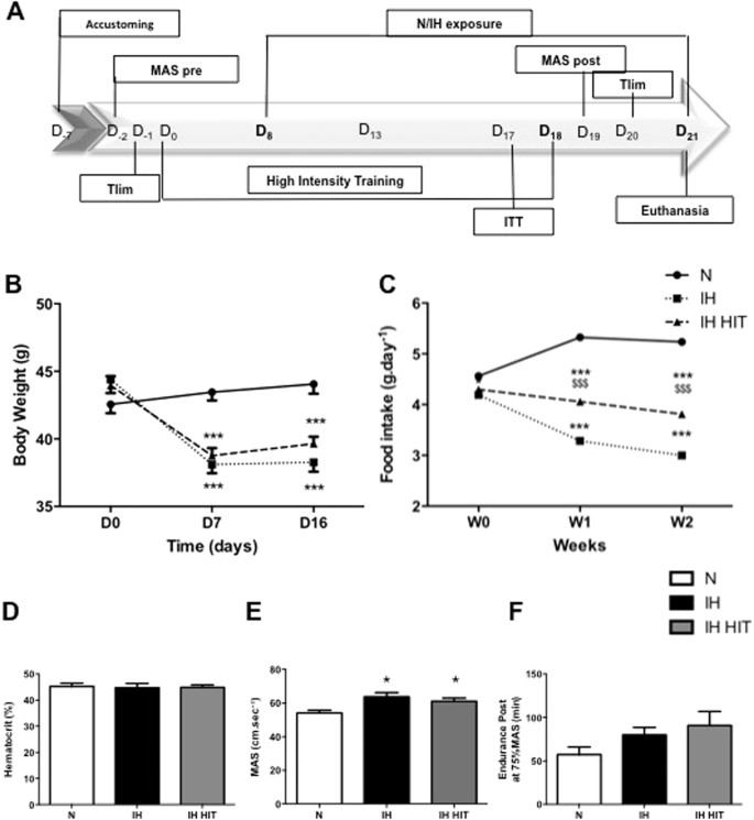 High Intensity Aerobic Exercise Training Improves Chronic Intermittent Hypoxia Induced Insulin Resistance Without Basal Autophagy Modulation Scientific Reports