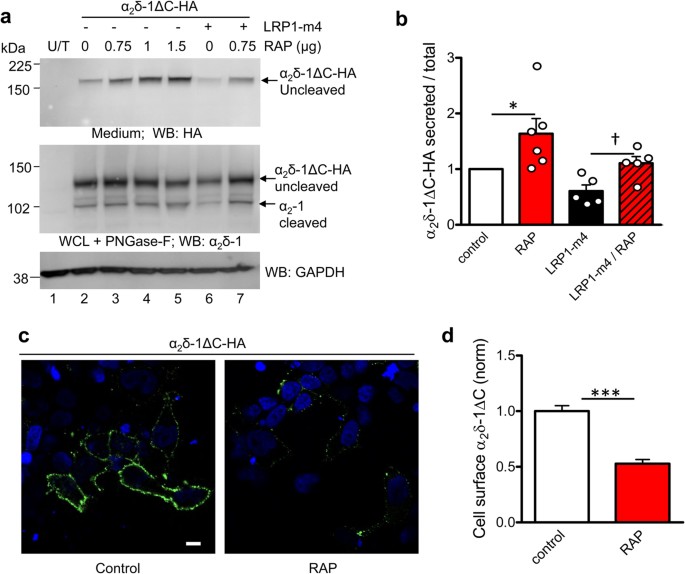 LRP1 influences trafficking of N-type calcium channels via interaction with  the auxiliary α2δ-1 subunit | Scientific Reports