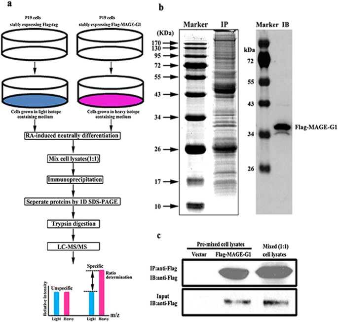 Figure 1: Isolation of MAGE-G1-interacting complex by immunoprecipitation.