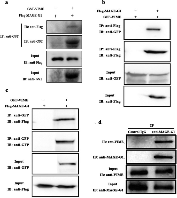 Figure 5: Validation of the interaction between MAGE-G1 and VIME by GST pull-down and co-immunoprecipitation experiments.