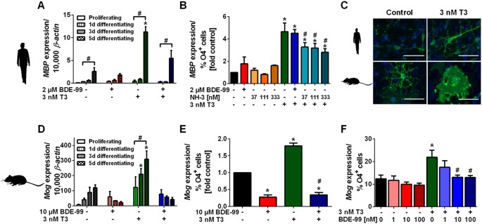 e 99 Impairs Differentiation Of Human And Mouse Npcs Into The Oligodendroglial Lineage By Species Specific Modes Of Action Scientific Reports e 99 Impairs Differentiation Of Human And Mouse Npcs Into The Oligodendroglial Lineage By Species Specific Modes Of Action Scientific Reports