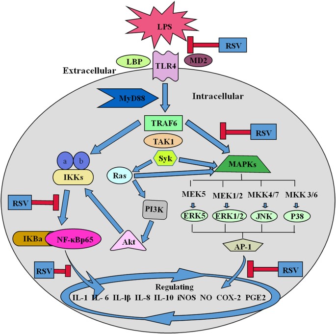Resveratrol mitigates lipopolysaccharide-mediated acute inflammation in  rats by inhibiting the TLR4/NF-κBp65/MAPKs signaling cascade | Scientific  Reports