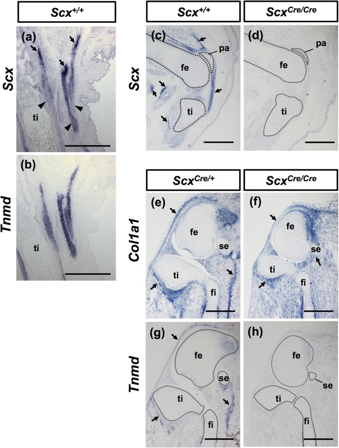 Scleraxis Is Required For Maturation Of Tissue Domains For Proper Integration Of The Musculoskeletal System Scientific Reports