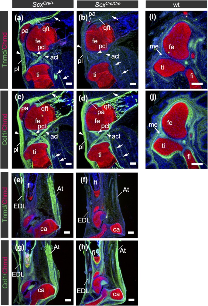Scleraxis Is Required For Maturation Of Tissue Domains For Proper Integration Of The Musculoskeletal System Scientific Reports