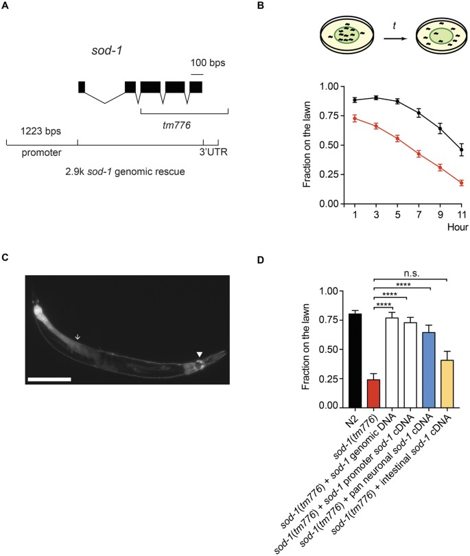 Superoxide Dismutase Sod 1 Modulates C Elegans Pathogen Avoidance Behavior Scientific Reports Superoxide Dismutase Sod 1 Modulates C Elegans Pathogen Avoidance Behavior Scientific Reports