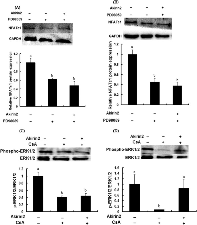 Figure 12: ERK1/2 and NFATc1 signaling pathways interacted with each other in porcine skeletal muscle satellite cells.