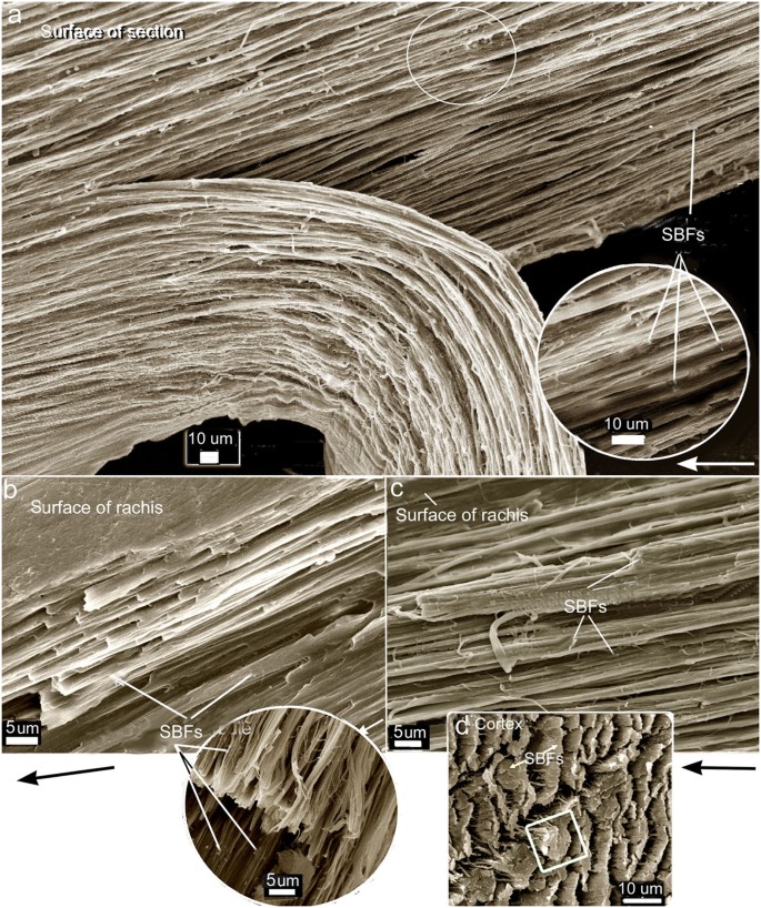 Can the origin of feathers be explained through evolution ?  41598_2017_Article_BFsrep45162_Fig6_HTML