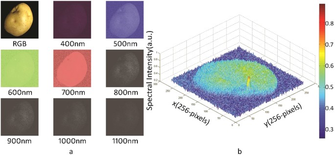 Figure 3: Reconstructed hyperspectral images of the potato at different wavelengths.