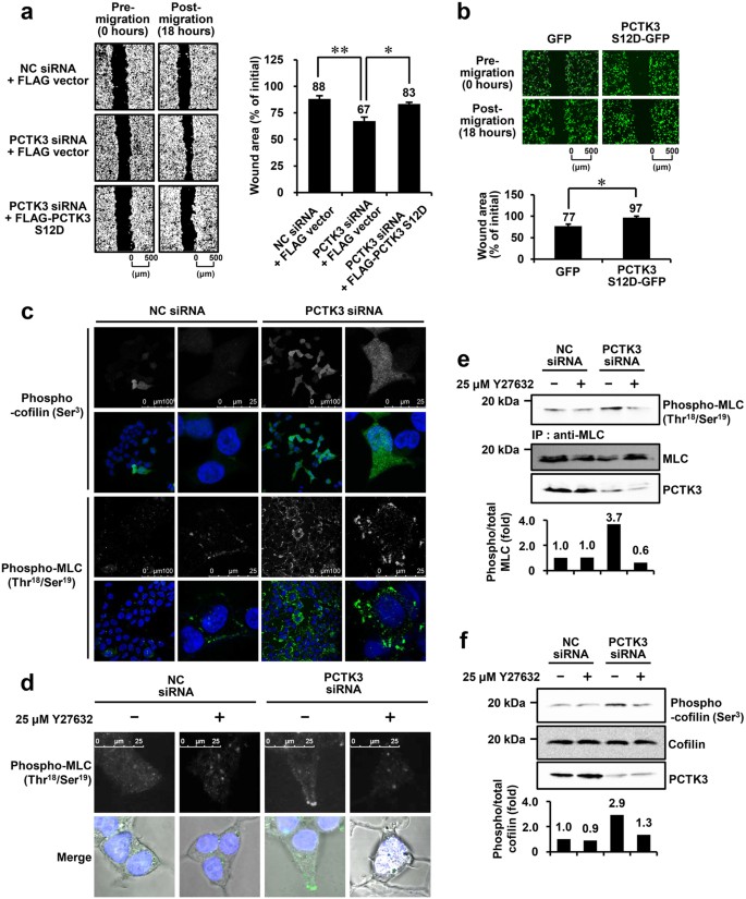 Pctk3 Cdk18 Regulates Cell Migration And Adhesion By Negatively