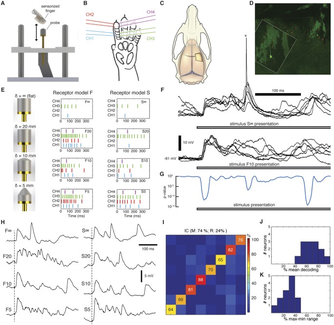 Figure 1: Synthesis of tactile patterns and intracellular responses in vivo.