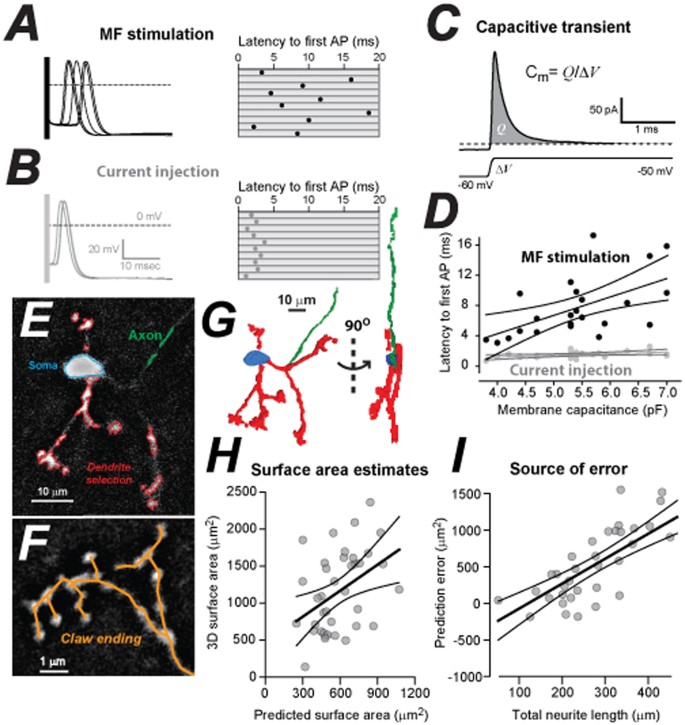 Exploring the significance of morphological diversity for