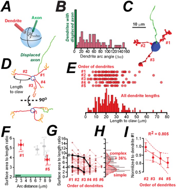 Exploring the significance of morphological diversity for