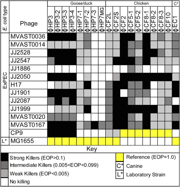Bacteriophages From Expec Reservoirs Kill Pandemic Multidrug Resistant Strains Of Clonal Group St131 In Animal Models Of Bacteremia Scientific Reports