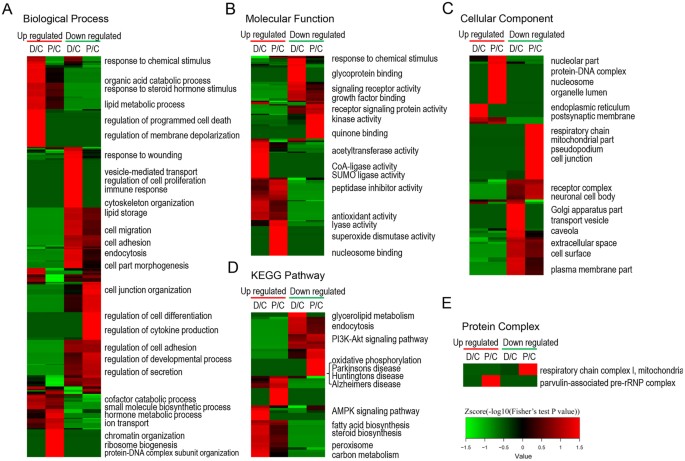 Figure 2: Functional enrichment-based clustering analysis of the quantified proteomics datasets from propofol- and dexmedetomidine-treated HT22 cells.