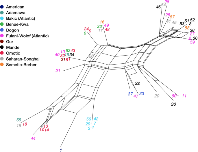 Fig. 5: NeighborNet plot by language.