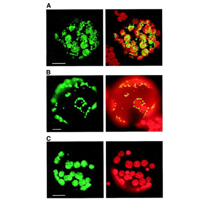 One RNA polymerase serving two genomes | EMBO Reports | Springer Nature ...