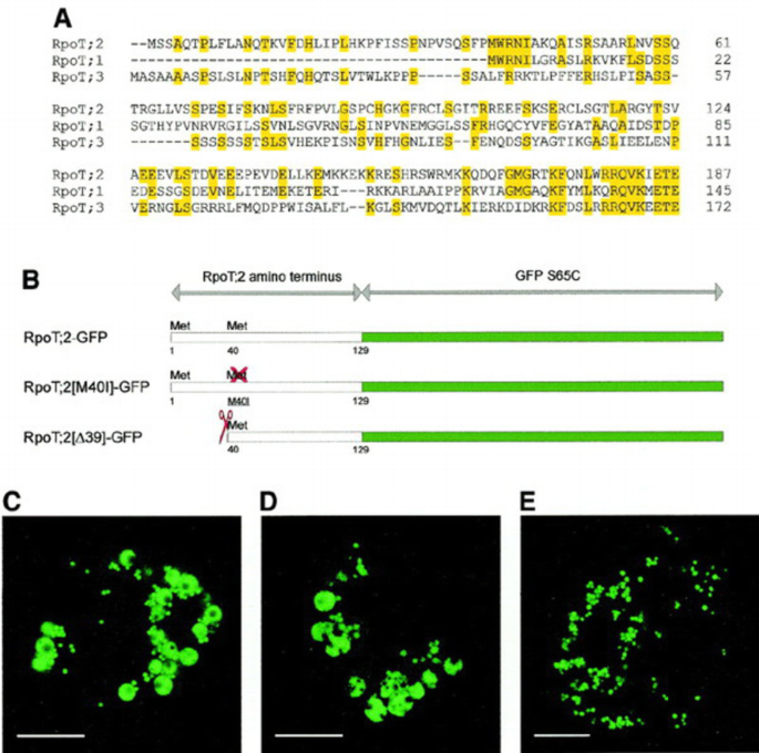 One RNA polymerase serving two genomes | EMBO Reports | Springer Nature ...